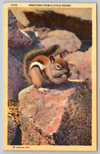 c1940s Greetings Chipmunk Los Angeles Calif Squirrel Postcard picture