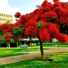 ROYAL POINCIANA RED FLAME TREE SEEDS Delonix Regia Tropical Flamboyant Flower picture