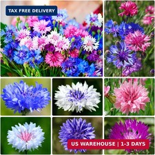 2000+ Cornflower Seeds, Mix Bachelor Button Seeds, Non-GMO Heirloom, Multicolor picture
