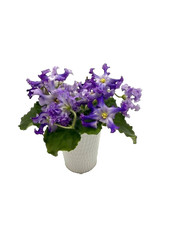 African Violet Plant - RM Lunnoe Siyanie (Moonlight) - Std picture