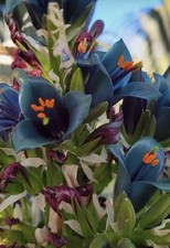Puya alpestris X mirabilis Bromeliad Relative Tubular Flowers Seedling 4” Pot picture