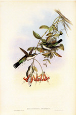 1990 Vintage HUMMINGBIRD #213 