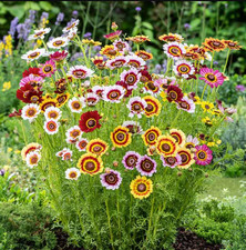 Painted Daisy RAINBOW MIX Pollinator Cut-Flowers Heirloom Non-GMO 500 Seeds  Pur picture