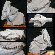 Large Oreodont Skull on Matrix, Eporeodon major, Badlands, SD Fossil, 17lb O1647 picture