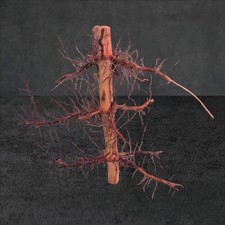 Yellow Groove Running Bamboo Rhizomes- Ready to Plant- Qty 3 picture