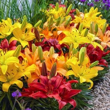 3- Lilium Asiatic Border Lily Mixture Bulbs 12/14CM Summer Flowers picture