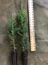Eastern Red Cedar Trees Live Rooted 4 Per Order picture
