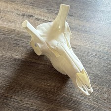 pronghorn - Antelope Euro skull Mount- For Mounting Horns, picture