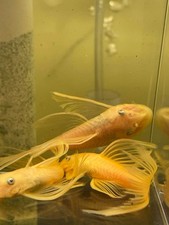 Breeding Pair Long Fin L144 Lemon Blue Eye Bristlenose Pleco - Fast Ship picture