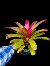 💜 Neoregelia Purple Star Variegated Huge 22” Collector Bromeliad Live Plant picture