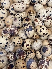 25 + Jumbo Pharoah Coturnix,Jumbo Italian, tuxedo Quail Hatching Eggs picture