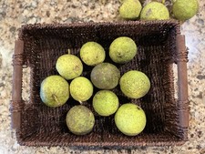 2026 Harvest Black Walnuts In Hull, 2 Pounds picture