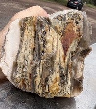 ☘️RR⛏️: Agate/Bark Excellent Arizona Petrified Wood 2 Lb 2 Oz. 🌈 picture