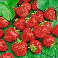 200 ALI BABA Alpine STRAWBERRY SEEDS AUTUMN PERENNIAL HEIRLOOM NON-GMO FRUIT USA picture