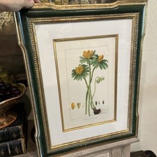 Trowbridge Gallery Hand Colored Botanical Print Helleborus hiemalis 1998 Framed picture