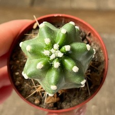 A17-304 Echinocereus v. perbella JRT 207, Ellis Co, OK, grafted picture