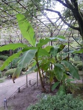 Musa - Basjoo Banana - Banana Tree - Cold Hardy Variety to 10 °F picture