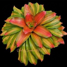 🍊 Neoregelia ‘Orange Glow’ – Variegated  Bromeliad Offset picture