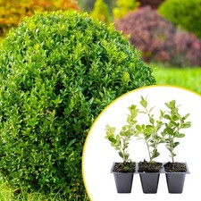 3 Japanese Boxwood Plants in 2.5” Cubes, Dense & Compact Evergreen Shrub (Buxus) picture