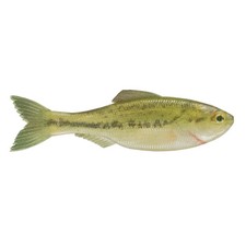 6th Sense Fishing - Plump Panorama – Soft Plastic Bass Lure picture
