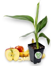 Dwarf Brazilian Banana Plant - Live Plant – Hawaiian Apple Banana picture