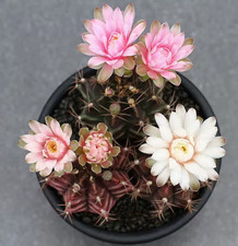 10PCS Gymnocalycium mihanovichii Cactaceae cactus home potted Garden decoration picture