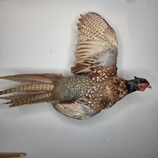 Vintage Taxidermy Pheasant Flying Mount Wall Mounted Hunting Cabin Rustic Decor picture