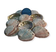 Red Abalone Sea Shell One Side Polished Beach Craft 2