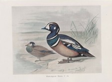 Original Vintage Print, Harlequin Duck, 1900, 28,8 x 22 cm.  picture