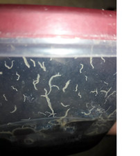2 oz Grindal worm starter culture LIVE fish food for betta fry killifish & more picture
