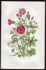 1889 Anne Pratt Antique Color Print The Bloody Crane's Bill Geranium etc picture