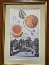 Vintage Citrus Lemon Botanical Engraving - Framed Volkamer Print picture