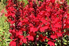 300 CARDINAL FLOWER LOBELIA Cardinalis Red Flower Seeds picture