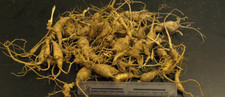 Wild American Panax Ginseng - 5-15 Year Old Roots - PA Certified - *PREORDER* picture