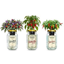 Micro Pepper Mason Jar Kit 3 Pack Thai Chili Filius Blue Mini Red Bell Pepper picture