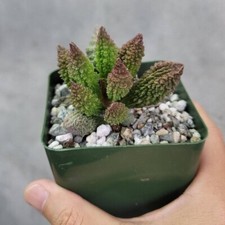 Adromischus marianae f. herrei cactus Cacti Succulent real live plant picture