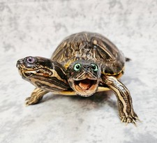 Two-Headed Turtle Taxidermy Gaff Snake Reptile Lizard picture