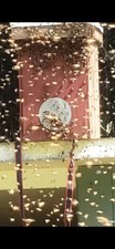 Honeybee Swarm Trap = FREE BEES  picture