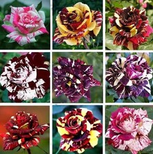 Multi-Color Rose Seeds, Double Petal Rose, 50pcs/Pack. (#9514) picture