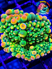 CBA  Ultra Ultra Rare Bridezilla  Bounce Mushroom - WYSIWYG picture