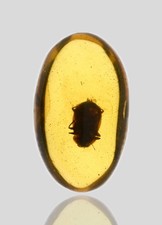 Detailed Coleoptera (Beetle), Fossil Insect Inclusions in Burmese Amber picture