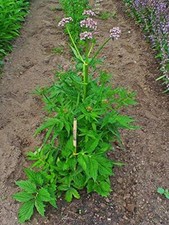 Live Valerian Plant - (Valeriana officinalis) picture