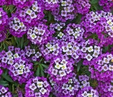 500+ Royal Carpet Alyssum Seeds **Fresh Seeds** ~~Free Shipping~~ picture