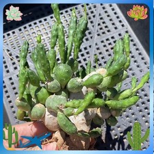 5PCS 6CM RareSucculent plant Euphorbia globosa Garden Decor boutique picture