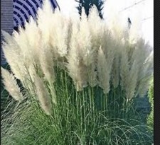 White Pampas Grass  - Cortaderia selloana - 3 Plugs   picture