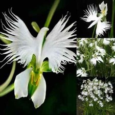 Japanese Radiata White Egret Orchid Flower 50Pcs Seeds... Elegant, Rare Orchid F picture
