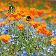 500 California Poppy Seeds (Eschscholzia californica) bees and butterflies picture