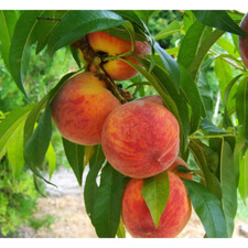 3 Ft. Frost Peach Tree Semi Dwarf with Cold Hardy and Delicious Fruit picture