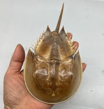 1PC Dried Molted Horseshoe Crab Shells - 6
