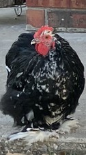 6 + Black Mottled Cochin Bantam Hatching Eggs picture
